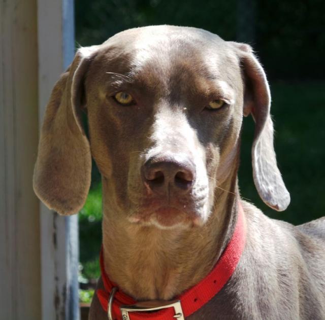 Westley Close up (Medium)